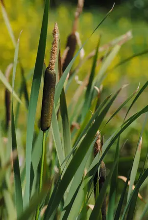 Typha angustifolia - 17 cm aquatic basket - image 2
