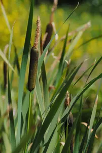 Typha angustifolia - 17 cm aquatic basket - image 2