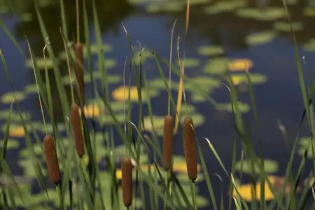 Typha angustifolia - 2 Ltr pot - image 4