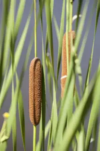 Typha latifolia - 2 Ltr pot - image 2