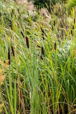 Typha latifolia - 2 Ltr pot - image 5