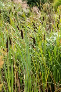 Typha latifolia - 2 Ltr pot - image 5