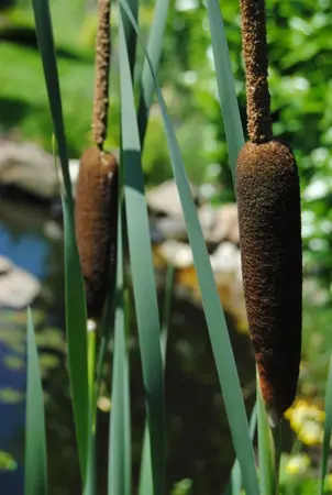 Typha latifolia - 2 Ltr pot - image 1