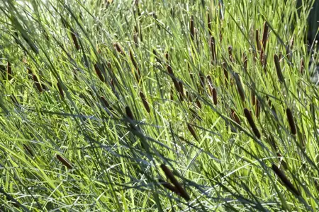 Typha latifolia - 2 Ltr pot - image 3