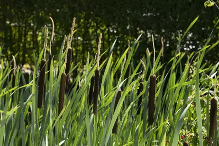 Typha latifolia - 2 Ltr pot - image 4