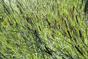 Typha latifolia - 18 cm aquatic basket - image 3