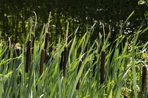 Typha latifolia - 18 cm aquatic basket - image 4