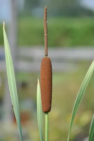 Typha latifolia 'Variegata' - P9
