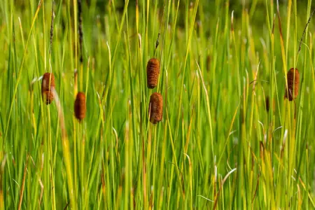 Typha laxmannii - P9