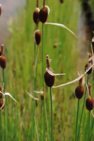 Typha minima - P9