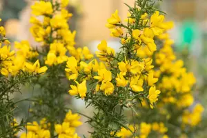 Ulex europaeus