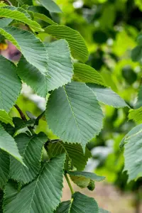 Ulmus 'Camperdownii' - STEM 200 CM, GIRTH 6-8 CM C20 - image 2