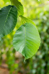 Ulmus 'Camperdownii' - STEM 200 CM, GIRTH 6-8 CM C20 - image 3