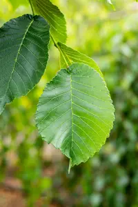 Ulmus 'Camperdownii' - STD 16-18 CM CONT    - image 3