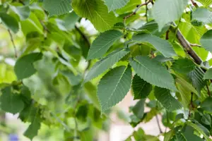 Ulmus 'Camperdownii' - STEM 200 CM, GIRTH 6-8 CM C20 - image 4