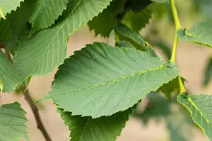 Ulmus 'Camperdownii' - STEM 200 CM, GIRTH 6-8 CM C20 - image 5