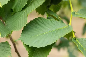 Ulmus 'Camperdownii' - STD 16-18 CM CONT    - image 5