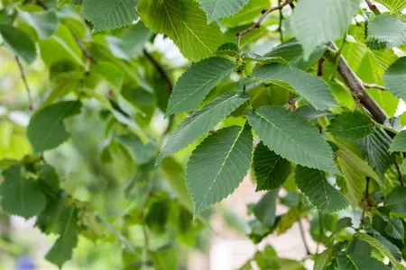 Ulmus 'Camperdownii' - 180 STEM C15 - image 4