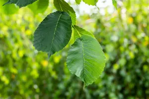 Ulmus 'Camperdownii'