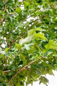 Ulmus 'Columella' - STD 25-30 CM RB - image 2