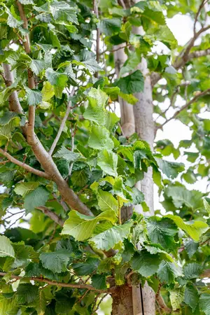 Ulmus 'Columella' - STD 10-12 CM CONT    - image 4