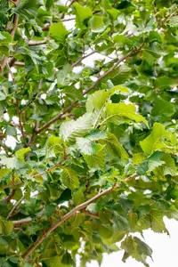Ulmus 'Columella' - STDS 12-14 CM CONT - image 2