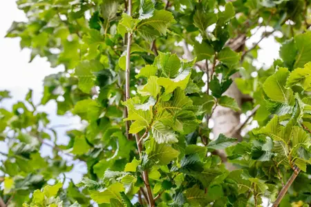 Ulmus 'Columella' - STDS 16-18 CM RB - image 5
