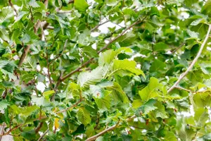 Ulmus 'Columella' - STD 20-25 CM RB - image 1
