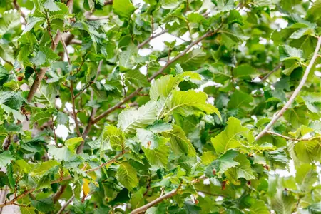 Ulmus 'Columella' - STD 25-30 CM RB - image 1