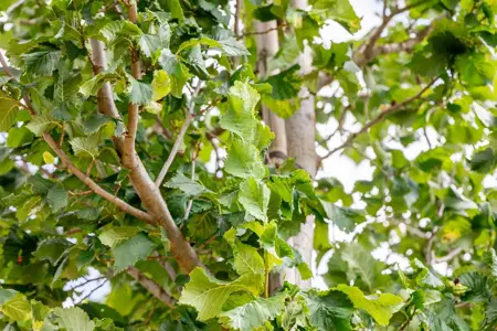 Ulmus 'Columella' - STD 25-30 CM RB - image 3