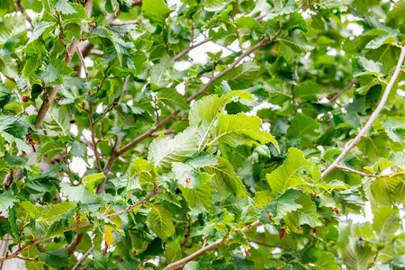 Ulmus 'Columella' - STD 10-12 CM CONT    - image 1