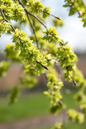 Ulmus glabra 'Pendula' - STEM 225 CM, GIRTH 10-12 CM C35 - image 2