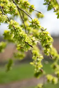Ulmus glabra 'Pendula' - STEM 225 CM, GIRTH 10-12 CM C35 - image 2