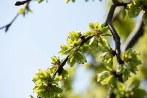 Ulmus glabra 'Pendula' - STEM 225 CM, GIRTH 10-12 CM C35 - image 3