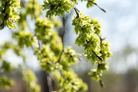 Ulmus glabra 'Pendula' - STEM 225 CM, GIRTH 10-12 CM C35 - image 4