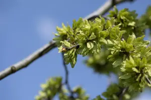 Ulmus glabra 'Pendula' - STEM 225 CM, GIRTH 10-12 CM C35 - image 5