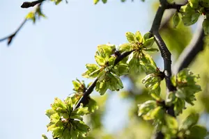 Ulmus glabra 'Pendula' - STEM 180 CM, GIRTH 8-10 CM C25 - image 3