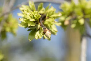 Ulmus glabra 'Pendula' - STEM 225 CM, GIRTH 8-10 CM C25 - image 1