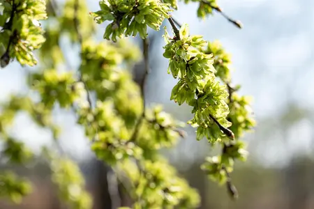 Ulmus glabra 'Pendula' - STEM 225 CM, GIRTH 8-10 CM C25 - image 4