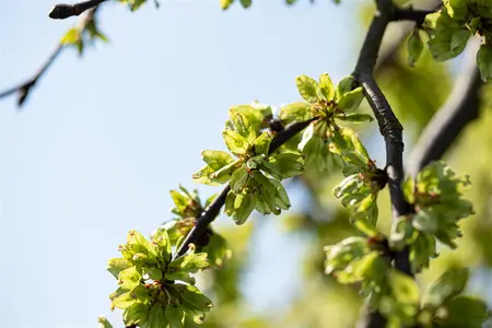 Ulmus glabra 'Pendula' - STD 16-18 CM CONT    - image 3