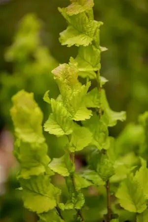 Ulmus hollandica 'Wredei' - 180 CM STEM C15 - image 1