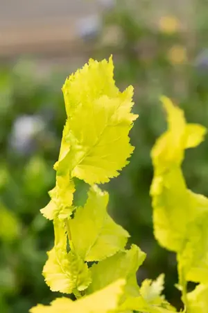 Ulmus hollandica 'Wredei' - 180 CM STEM C15 - image 4