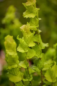 Ulmus hollandica 'Wredei' - 100-125 CM C15 - image 1