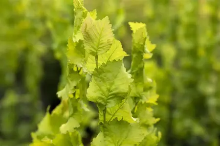 Ulmus hollandica 'Wredei' - 180 CM STEM C15 - image 3