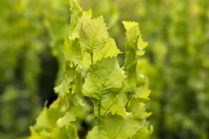 Ulmus hollandica 'Wredei' - 180 CM STEM C15 - image 3