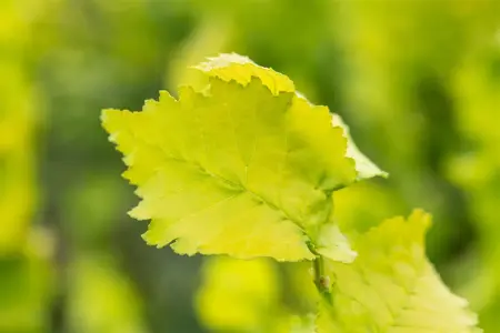 Ulmus hollandica 'Wredei' - 180 CM STEM C15 - image 5