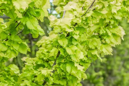 Ulmus hollandica 'Wredei' - 80 CM STEM C4 - image 5
