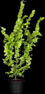 Ulmus hollandica 'Wredei' - 180 CM STEM C15 - image 2