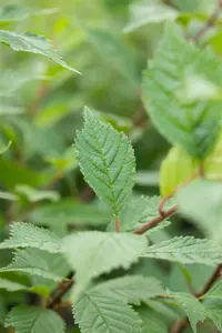 Ulmus laevis - STDS 12-14 CM CONT - image 2
