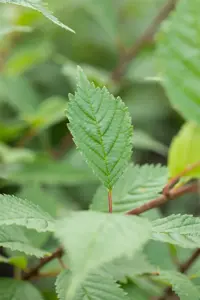 Ulmus 'Lobel'